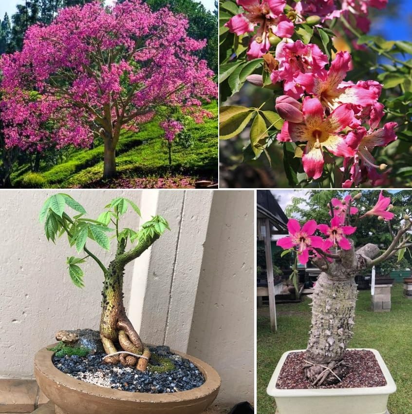 10 Graines De Ceiba Speciosa (Arbre à Soie Flocons) - Fleurs Roses Spectaculaires, Arbre Ornemental Exotique - 7