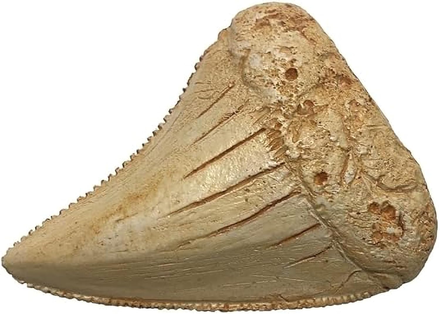 Great White Shark Tooth Replica 2.56 inch,Fake Shark Teeth Fossils Replica for Home Table Shelf Display Decor Shark Collection Gift (Great White Shark Tooth)