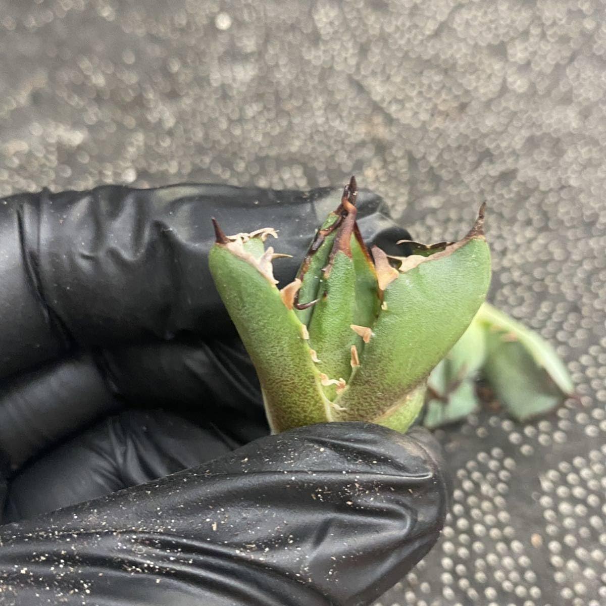 Amazon.co.jp: 多肉植物アガベ チタノタ黑鯨 子株,三叉戟 子株 Amazon.co.jp: 多肉植物アガベ チタノタ黑鯨 子株,三叉戟 子株