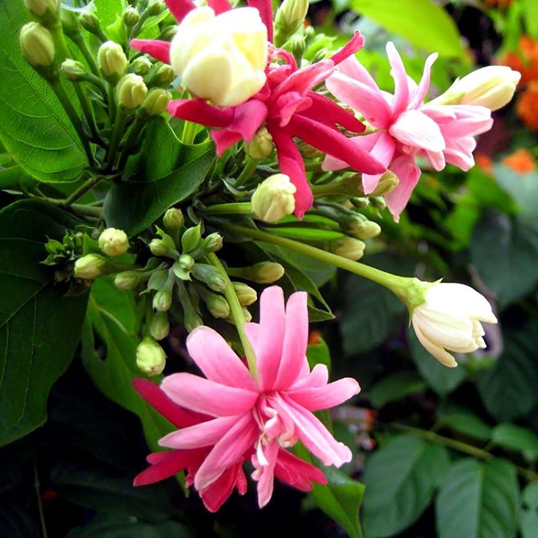 Madhumalati - (Rangoon Creeper Flower) - 1 Plant -Climbing - Decorative Madhabilata Flower Plant (B0C61P5GTS) Amazon Price History, Amazon Price Tracker