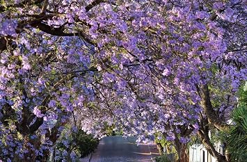 25PCS Blue Jacaranda Mimosifolia Seeds Blooming Perennial Flower Tree Seeds