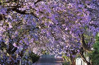 25PCS Blue Jacaranda Mimosifolia Seeds Fast Growing Perennial Flowering Tree Seeds