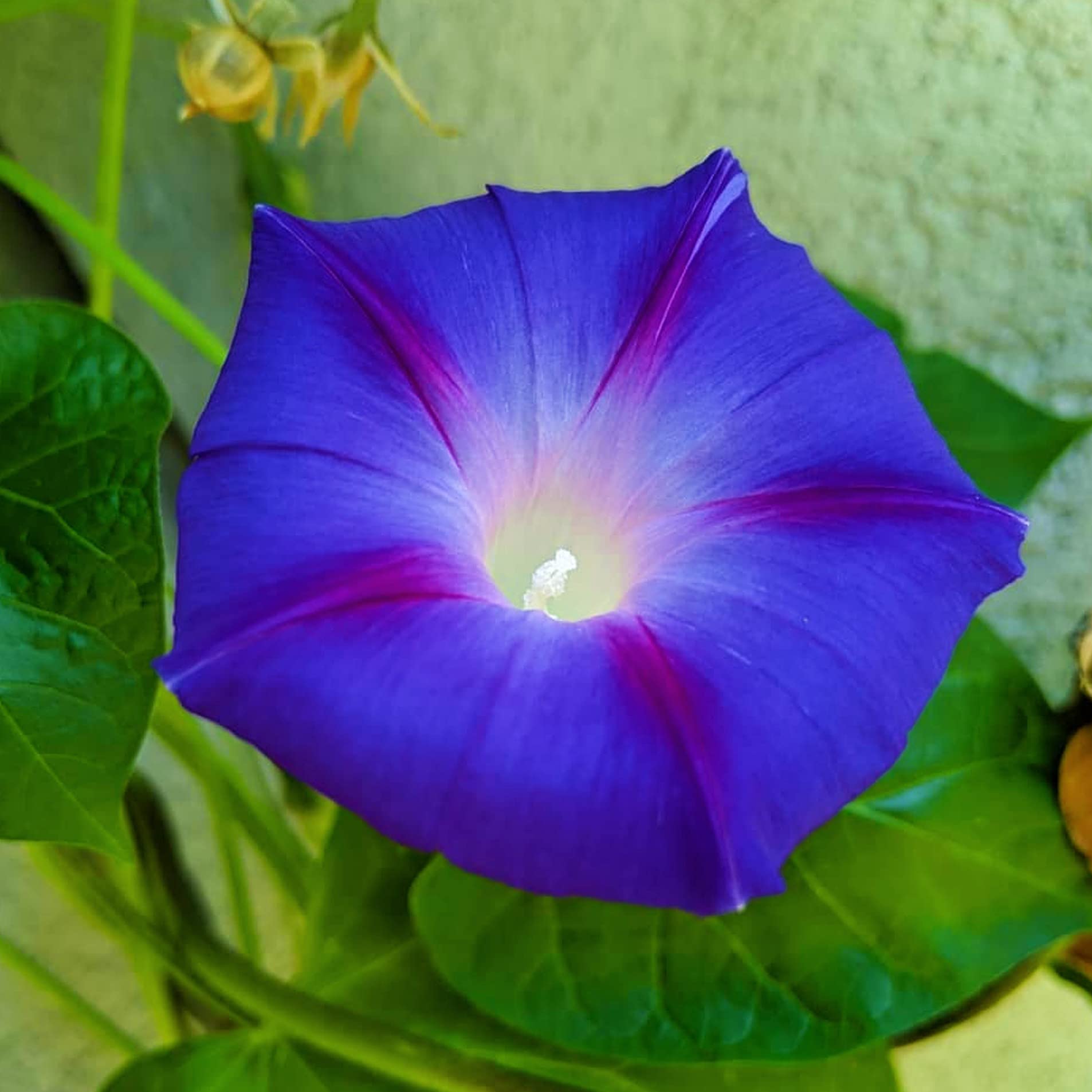 Morning Glory Flower Seeds - Vibrant Colors, Easy Grow -5 Morning Glory Flower Seeds - Vibrant Colors, Easy Grow -5