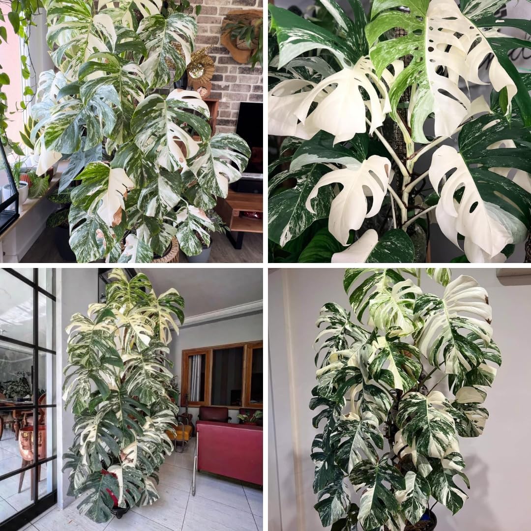 Variegated Monstera Plant Live, Monstera Live Plant from 4 to 6 Inches Tall, House Plant Live Garden