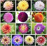 200+ PCS Mix Dahlia Seeds Flowers Compound Petals Multi-Color Beautiful Annual Outdoor...