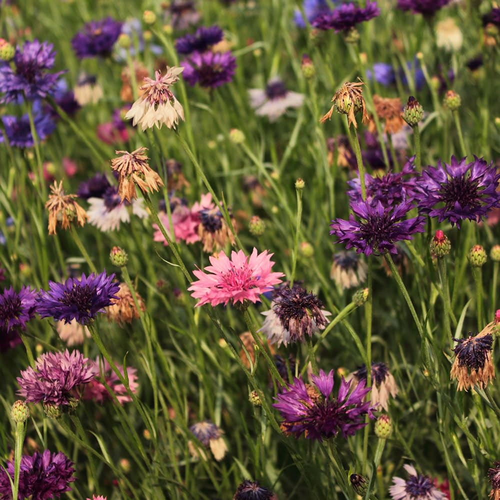 Cornflower Classic Magic Seeds – Very Easy, Ideal for Cutting & Summer Borders – Hardy Annual – for Your Beautiful Garden