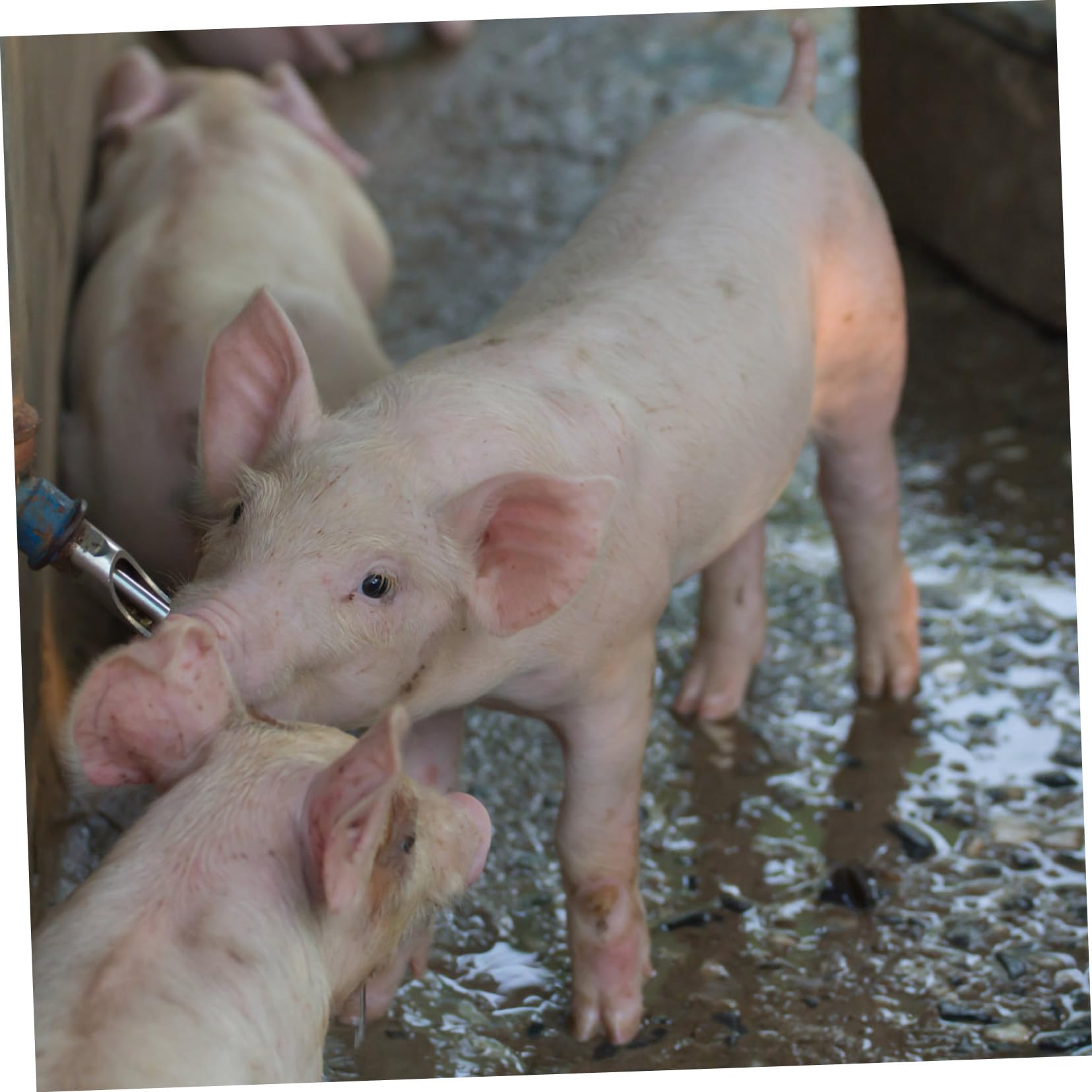 10 Stück Teiliges Schweine Tränkenippel aus Dickem Edelstahl Automatischer Wasserspender mit Auslaufsicherem Design für Ferkel Sauen und Nutztiere Tierhaltung
