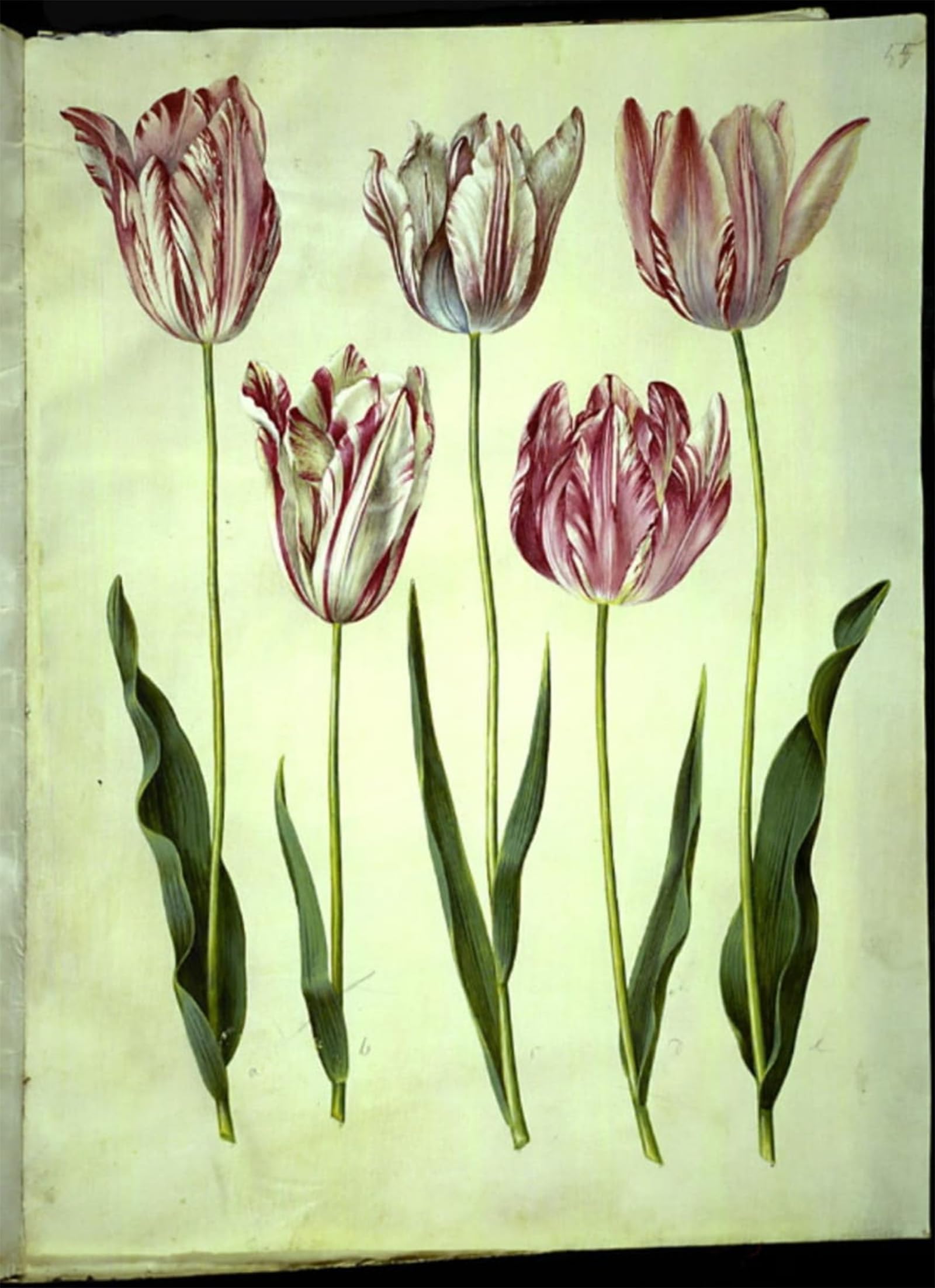 POSTERIIk Vintage Print Pop Art Landscape Artwork Tulipa Gesneriana by Hans Simon Holtzbecker Art Prints for Office Home Decor 60x90cm