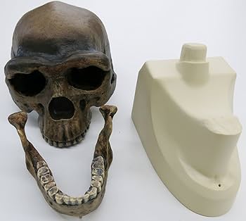 Amazon | 北京原人の頭骨骨を忠実に再現した模型，北京原人