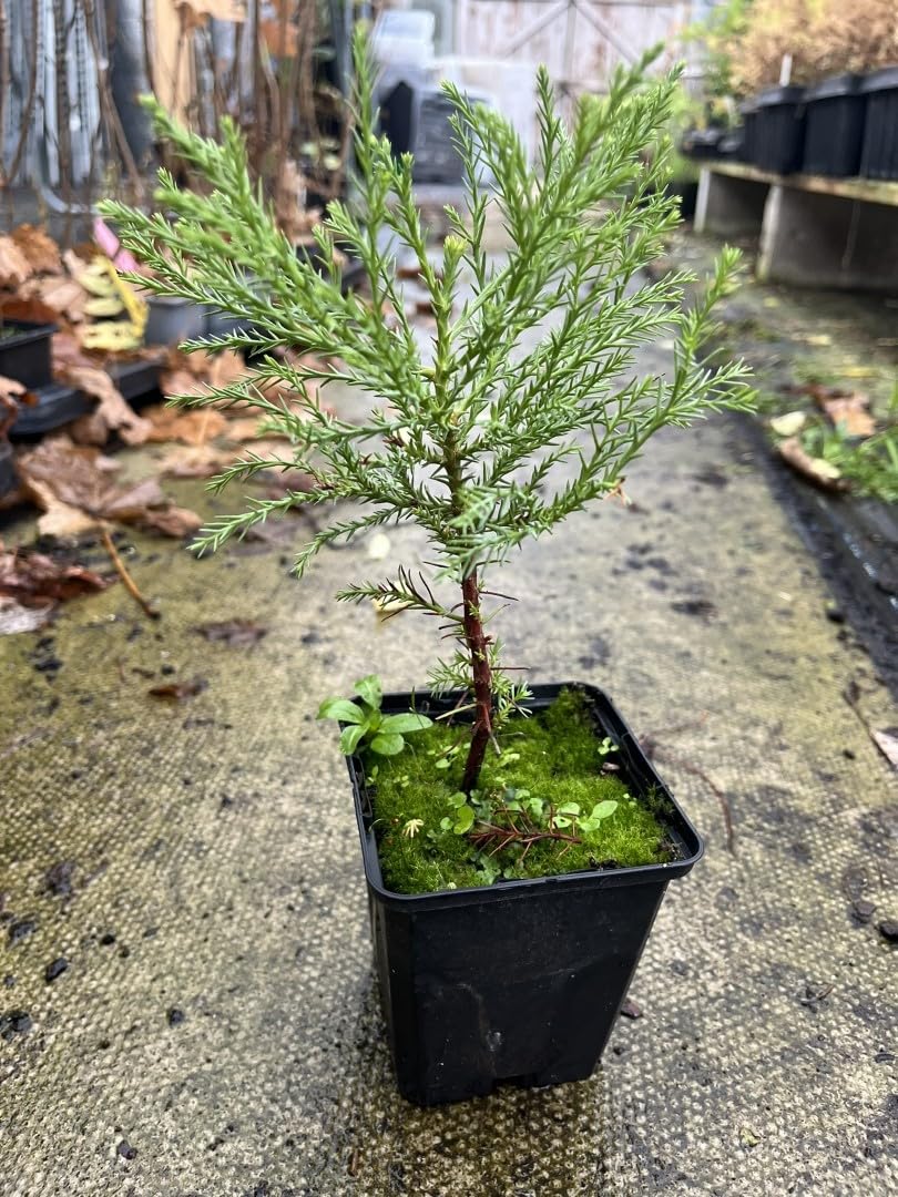 Giant Redwood Sapling (Bonsai) - Sequoiadendron giganteum - Grown UK