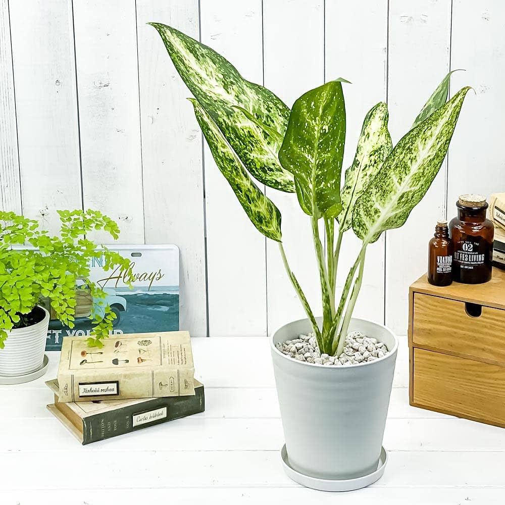 アグラオネマ専用観葉植物 Amazon.co.jp: PLANCHU 観葉植物 アグラオネマ プセウドブラクテ