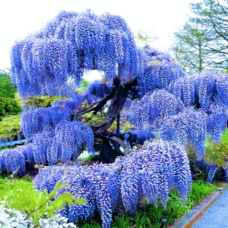wisteria Near 11/16配達予定 Amazon.com: Blue Wisteria Live Plants