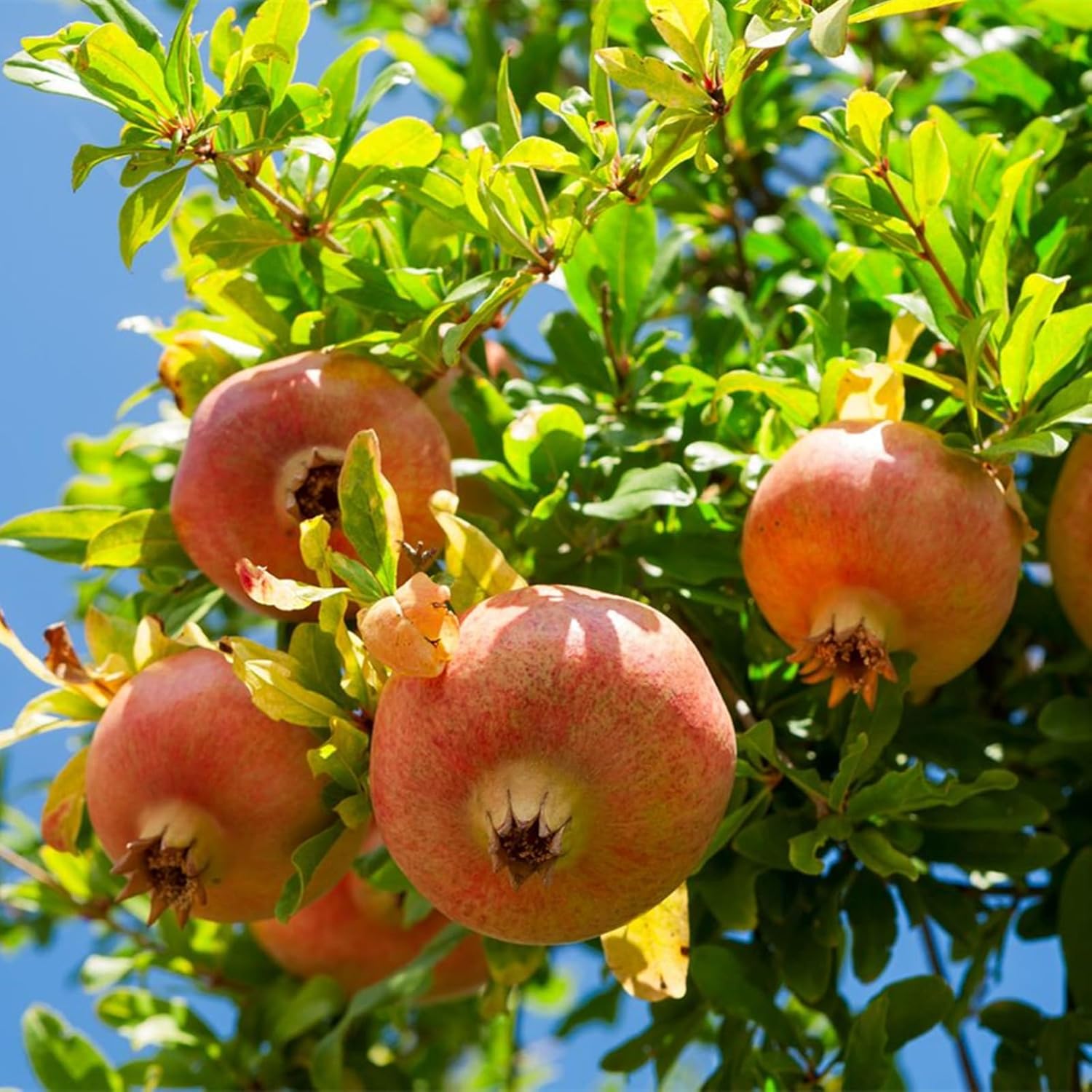 Granatapfelbaum,Winterhart Zwiebeln,WinterhartDie Blumen Sind