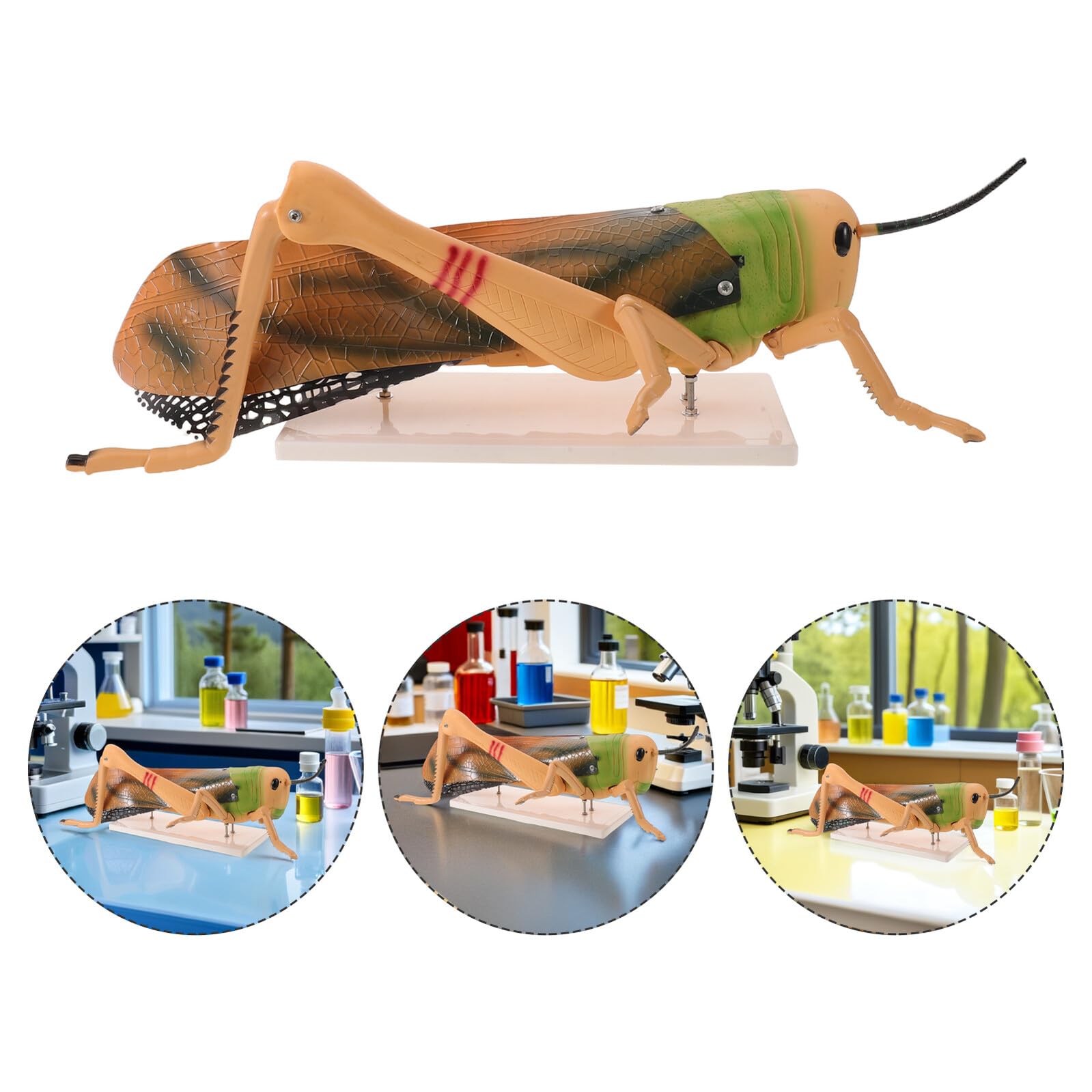 SHINEOFI Figura Desmontable de Insectos para Laboratorio de Biología y Aula de Ciencias en Pvc