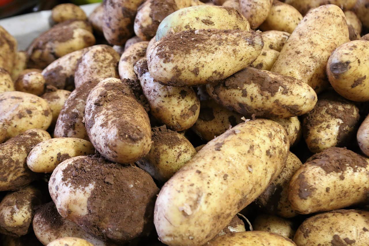 Patentkali Kalidünger 30 (+10 +42,5) 10 kg Kalimagnesia Kaliumdünger Kartoffeldünger Rosendünger - Versorgt auch Ihr Gemüse mit wichtigen Nährstoffen