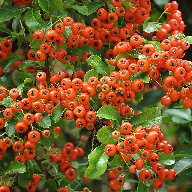 Buisson ardent 'Orange Glow' – Pyracantha 'Orange Glow' 50-60 cm pot | Arbuste persistant épineux, baies orange décoratives, parfait haie défensive