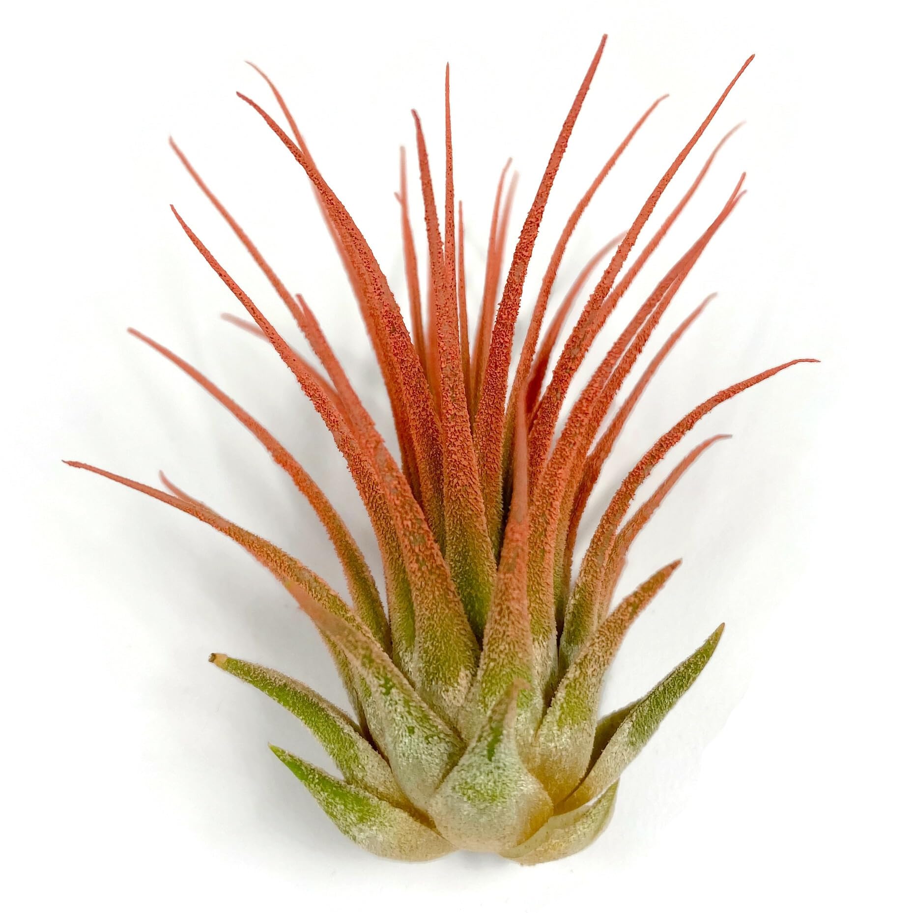 Ionantha Guatemala Tillandsia Air Plant, Guatemala Tillandsia Live Airplant, Healthy Arrival Guaranteed, Great Indoor Plant, Home Decor &amp; Gift (Peach)