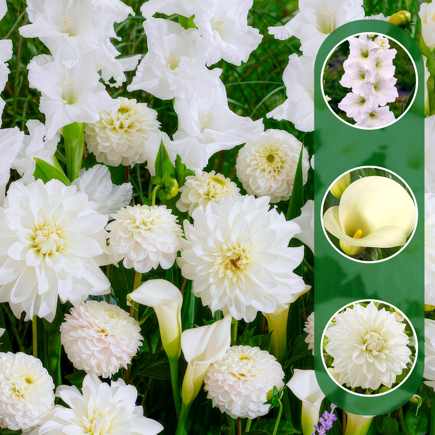 Mélange de bulbes White Oasis : 25 plantes vivaces pour fleurir balcons et terrasses