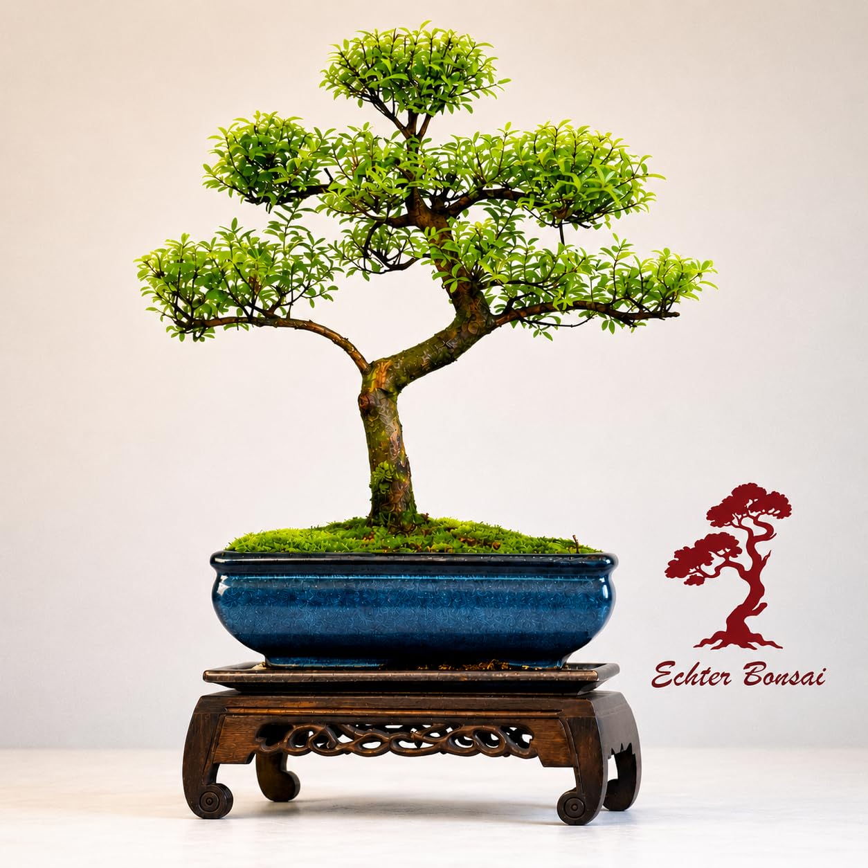 Syzygium Bonsai S-Form – Indoor Bonsai Baum im 20 cm Topf mit Untersetzer – Lebende Zimmerpflanze für Zuhause, Büro und Geschenk