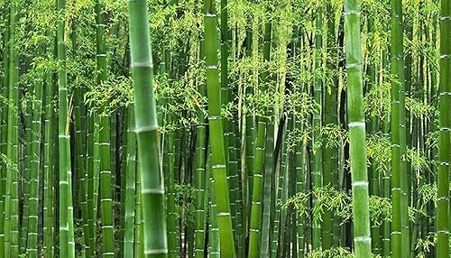 Miniatura 4 de KETERE Semillas de bambú gigantes para plantar  100 piezas de semillas  Cultiva bambú gigante, pantalla de privacidad, buenas para el medio ambiente