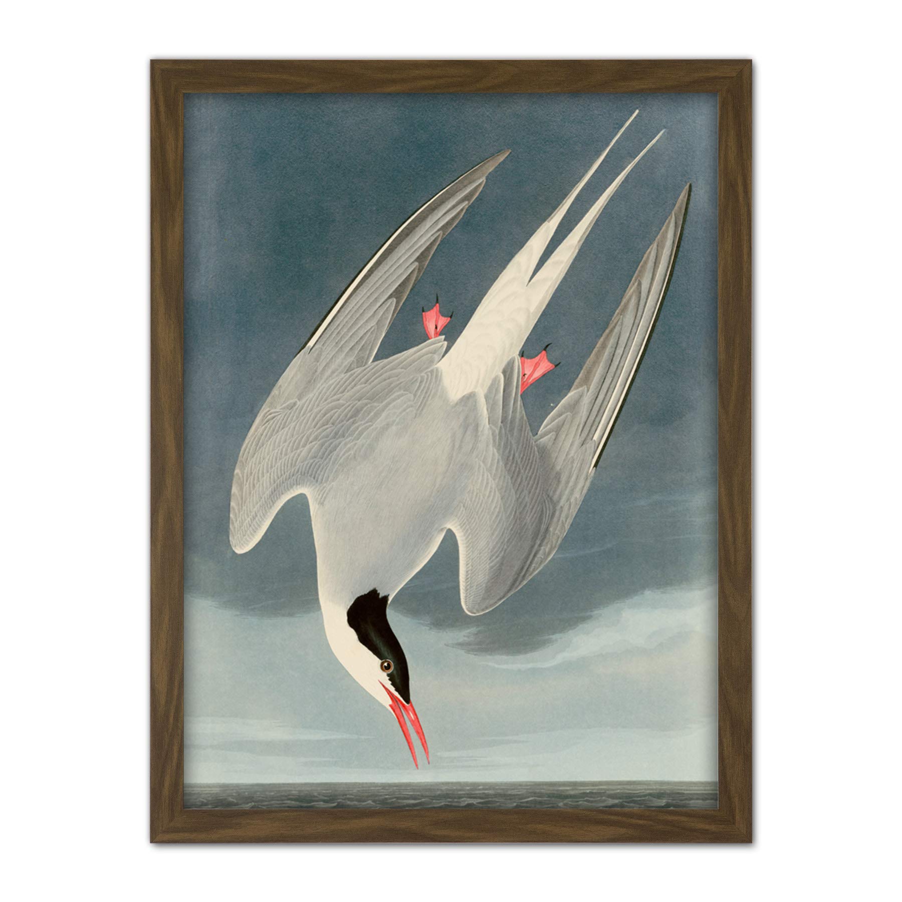 Artery8 Audubon Birds America Arctic Tern Artwork Framed Wall Art Print 18X24 Inch