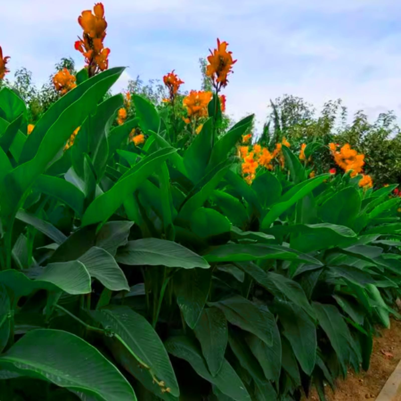 Hardy,Giant Canna Lily Bulbs,Perennial,Professional for Brilliant Garden Displays-1 Bulb-F — image 1