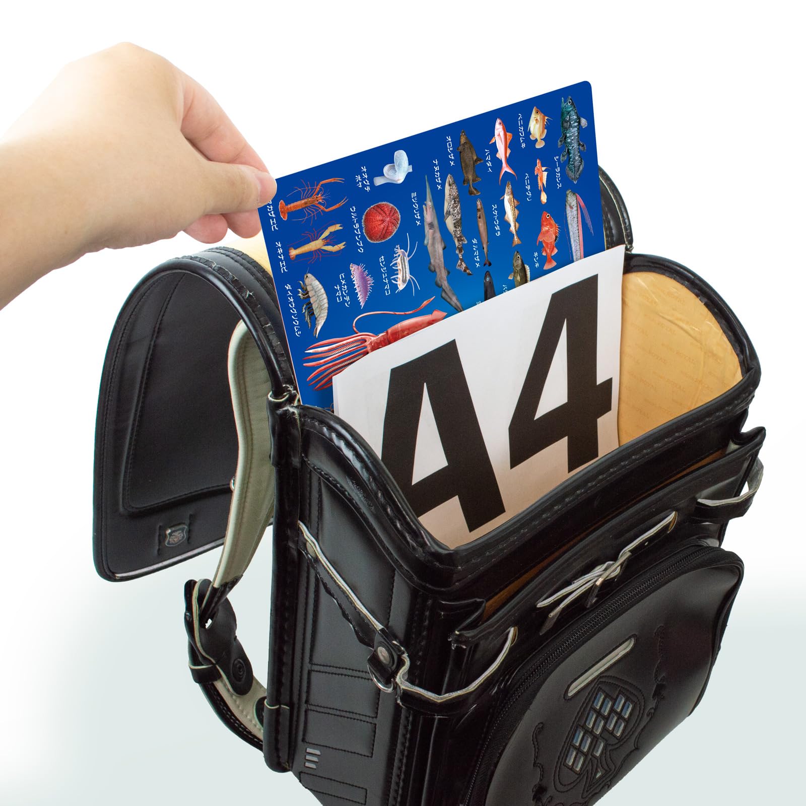 Amazon.co.jp: ザ・アクセス The ACCESS 下敷き 深海 A4 シート マット