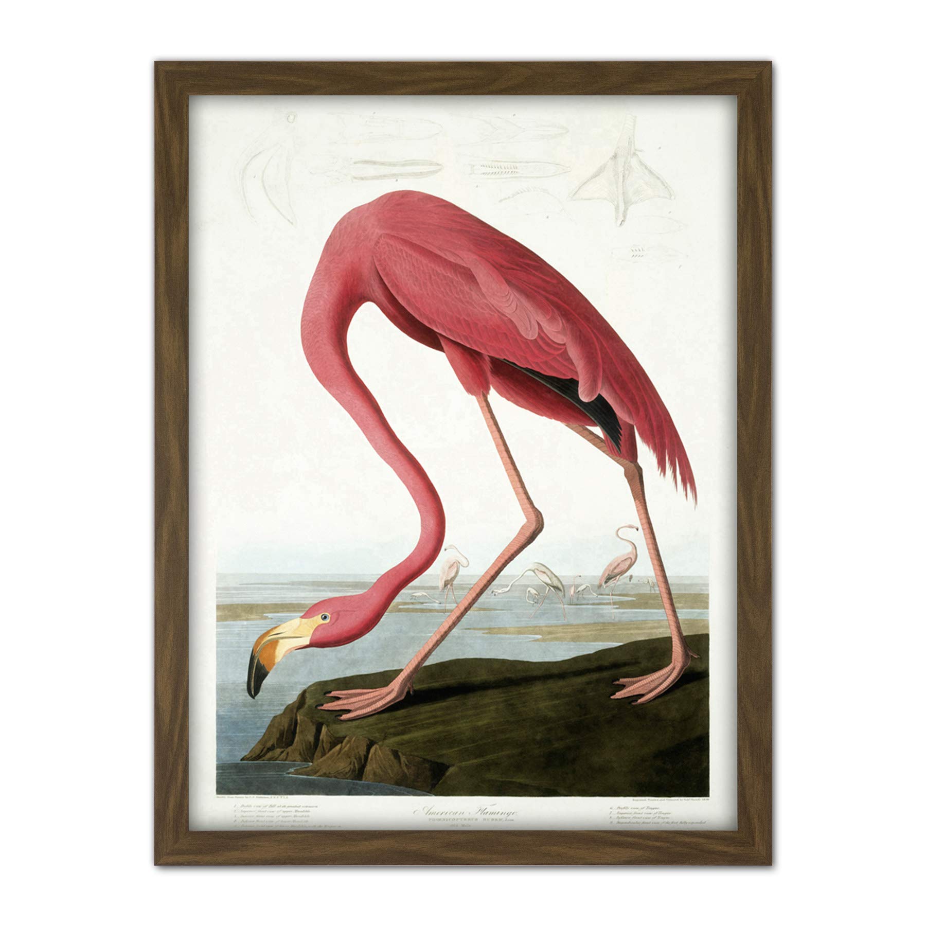 Wee Blue Coo Audubon American Flamingo Artwork Framed Wall Art Print 18X24 Inch