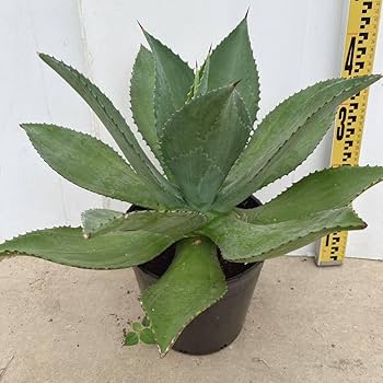 Amazon.co.jp: アガベ ボッテリ 約7号鉢 大型大株 品種レア 覆輪
