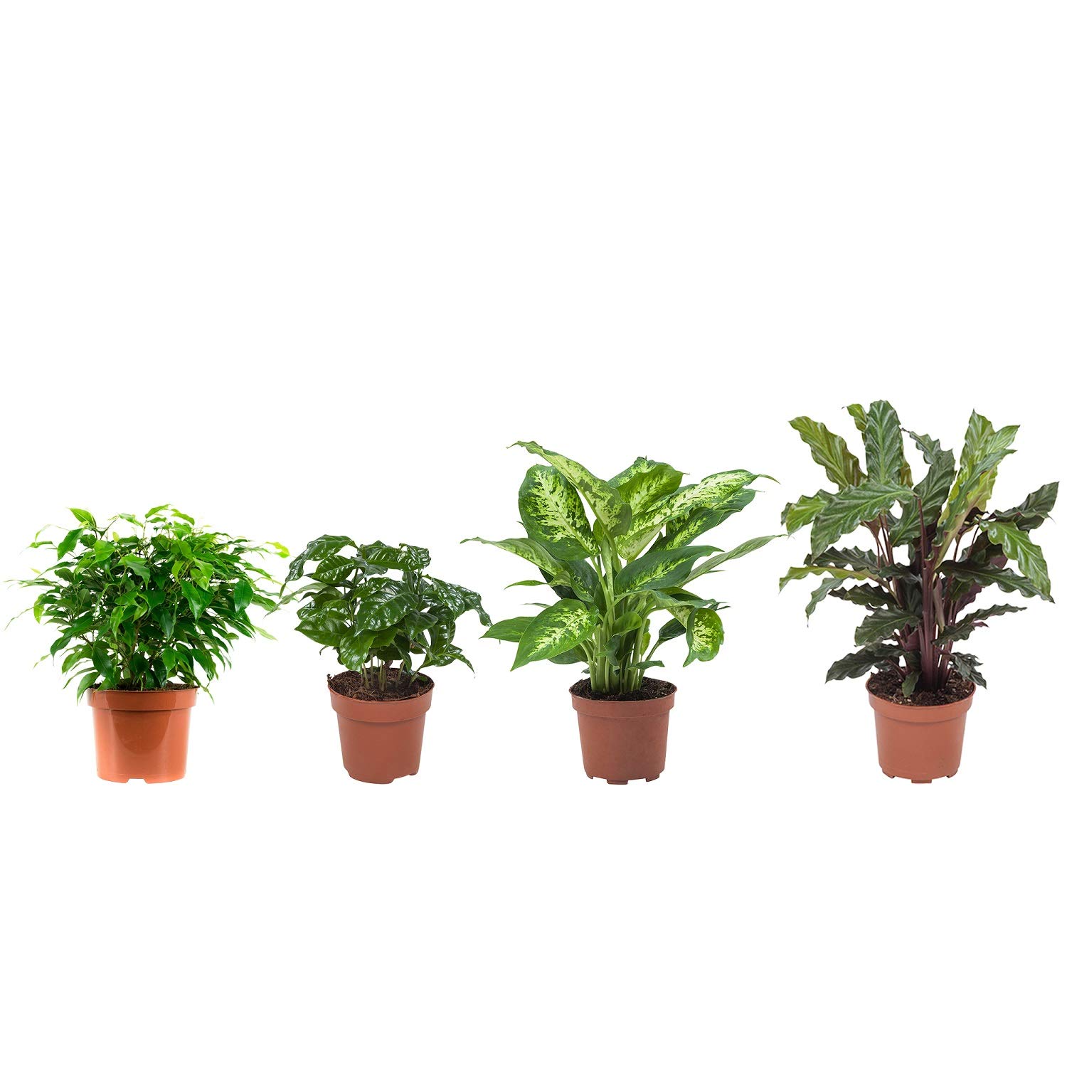 Mix (Ficus, Dieffenbachia compacta Calathea | 4 Pflanzen | Zimmerpflanzen |  25 cm | Pot 12cm | Einfache Wartung : Amazon.de: Garten