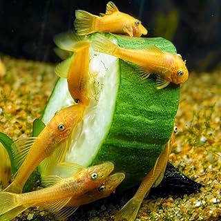 Golden Blue Eye Longfin Bristlenose Pleco pair