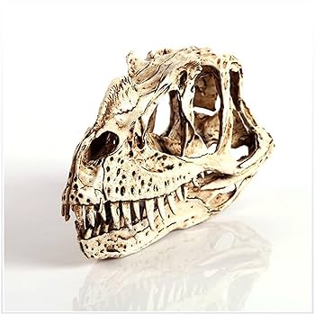 Amazon.co.jp: ハイシミュレーション恐竜頭蓋骨モデル