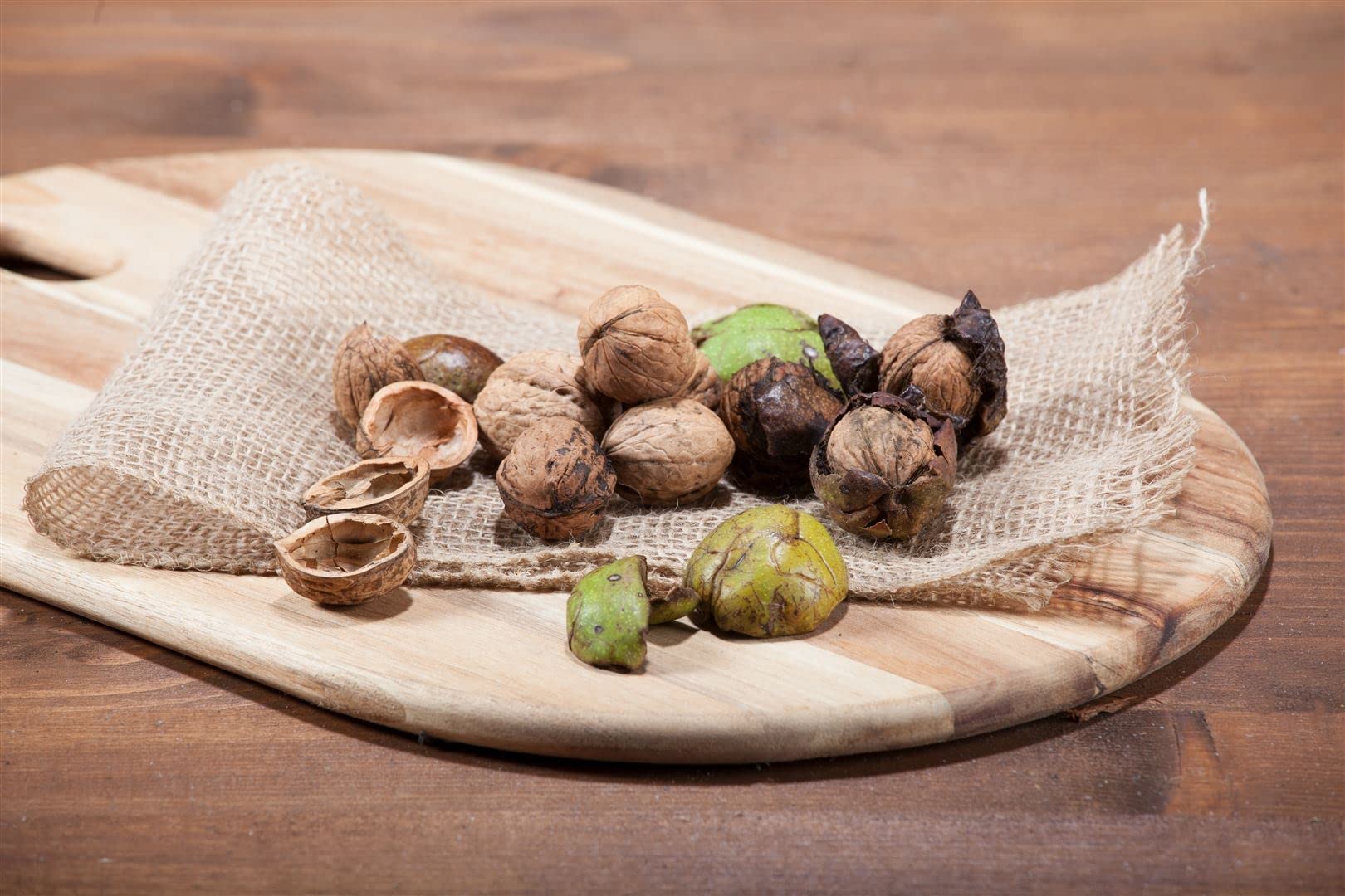 Juglans regia 125–150 cm – Winterhart, Mehrjährig, Pflegeleicht – Walnussbaum – Obstbaum für Garten & Ernte