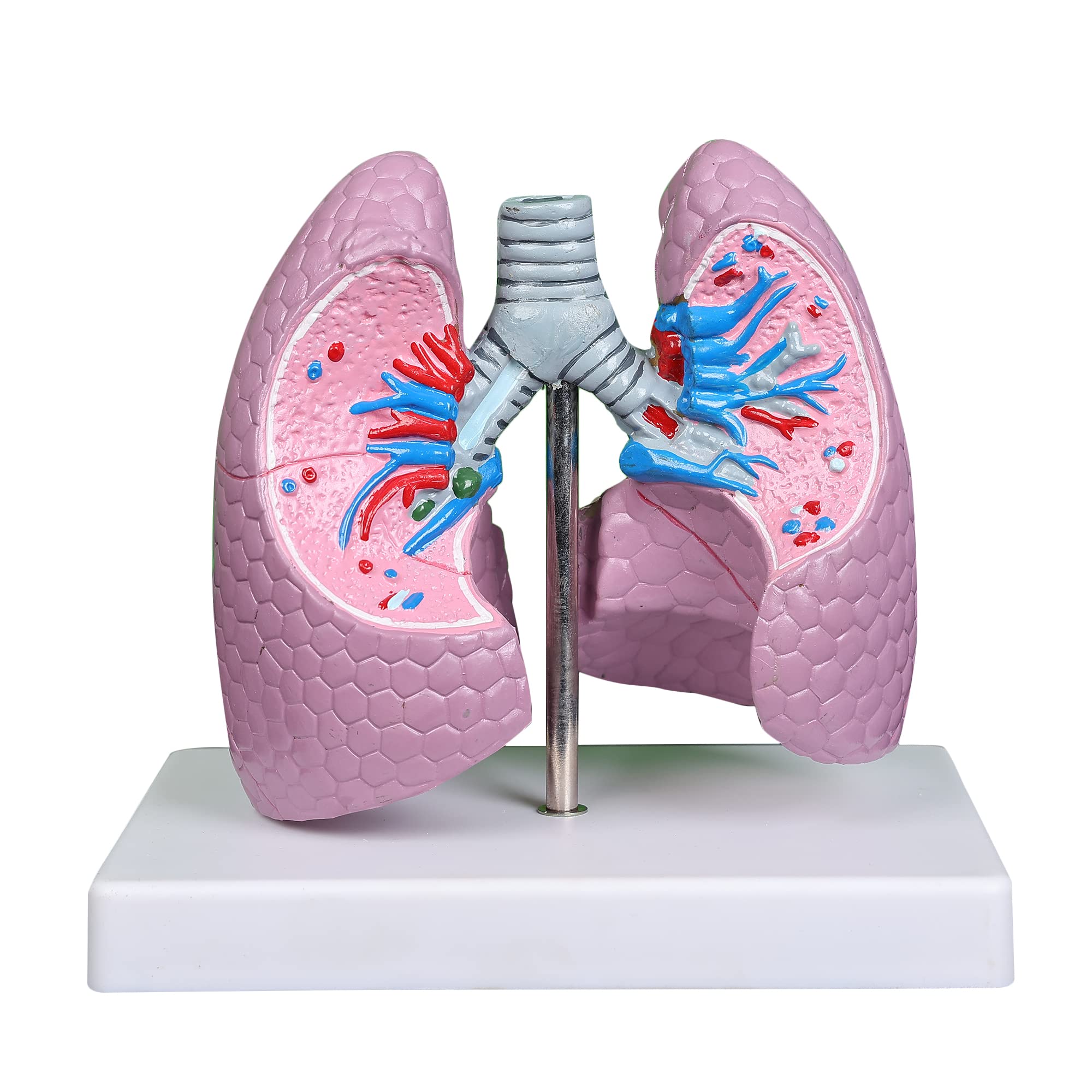 Human Life Size Pathalogy Lung Anatomical Model Detailed with Respiratory System, Alveoli and Airway Perfect Diseased Anatomy for Medical Students and Training (B0CT3LW247) Amazon Price History, Amazon Price Tracker