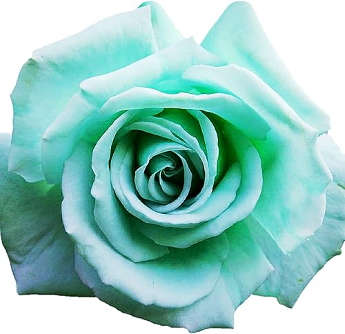 Miniatura 1 de YEGAOL Garden - Semillas de rosa verde menta, flores fragantes raras atraen a polinizadores como mariposas y abejas, añaden elegancia a las camas y