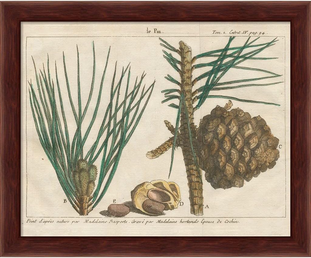 Antique Botanical by Wild Apple Portfolio, 2 Piece Brown Framed Art Set, 11.25 X 9.25 Inches Each, Botanical Art