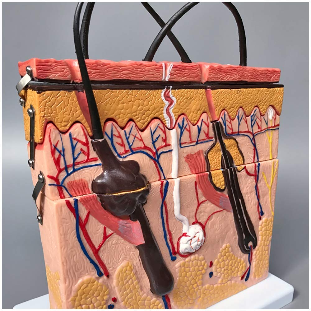 GTHTUHFD Teaching Model Human Skin Tissue Structure Skin Model Model Of Human Skin And Hair Medical Teaching Model
