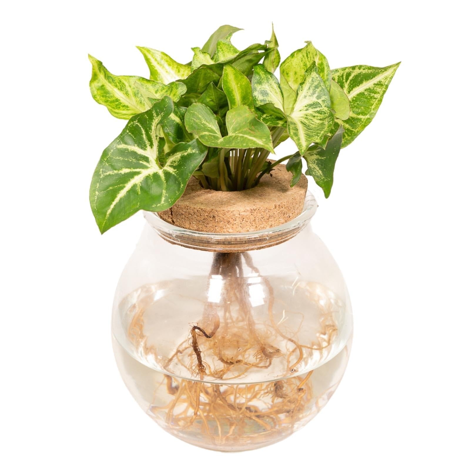 La Green Touch - Syngonium Pixie in idrocoltura - Pianta da interno - Vaso 12 cm, altezza 30 cm