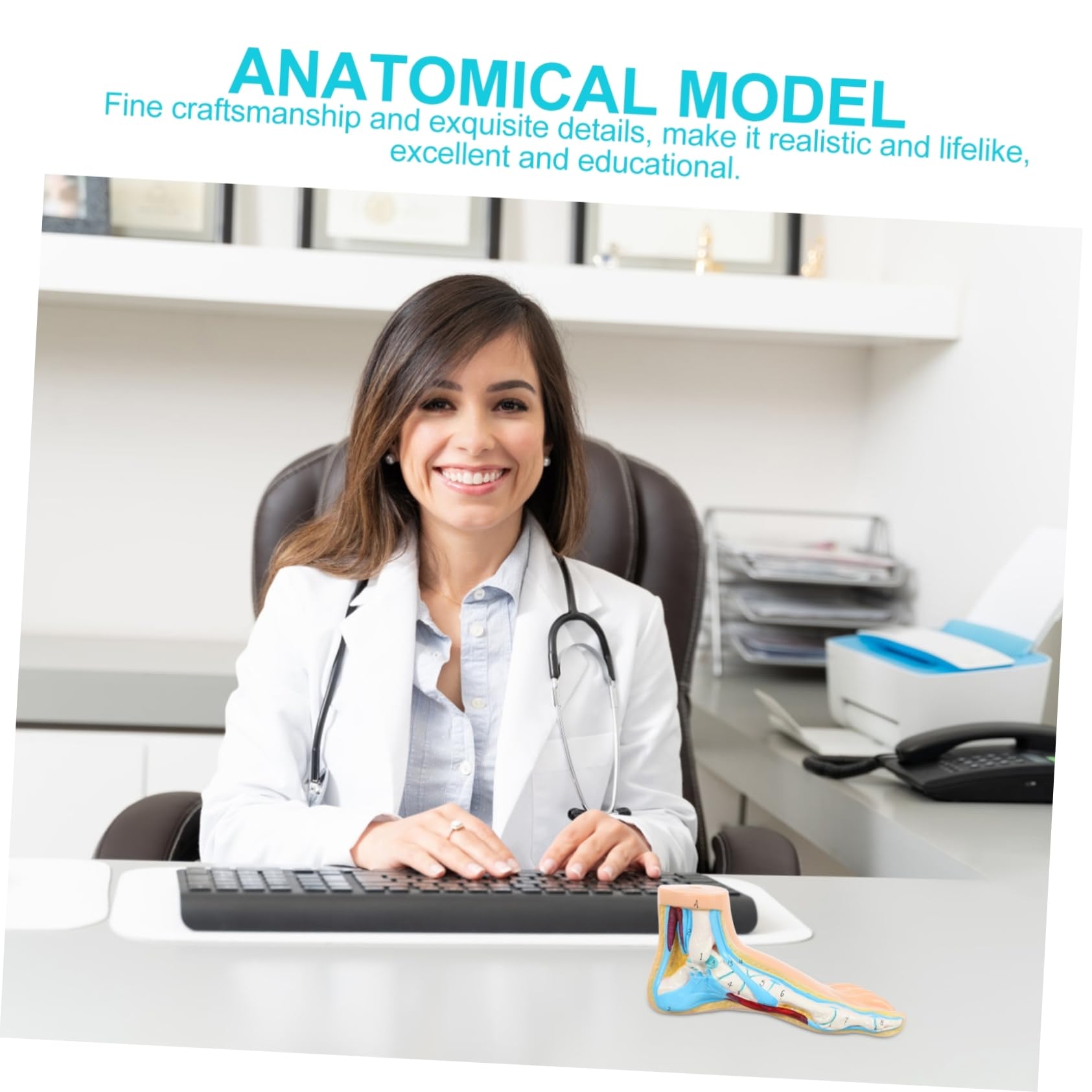 Cabilock Modelo Anatómico Médico Articulaciones Detalladas Para Enseñanza y Exhibición Clínica Diseño Realista Para Estudiantes y Profesionales De Medicina y Fisiología