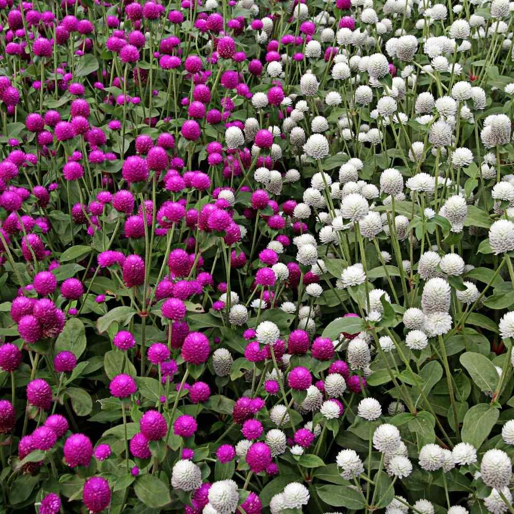 Rare Exotic " Choice Mixed " Gomphrena 20 Seeds Pack for growing-picture-26