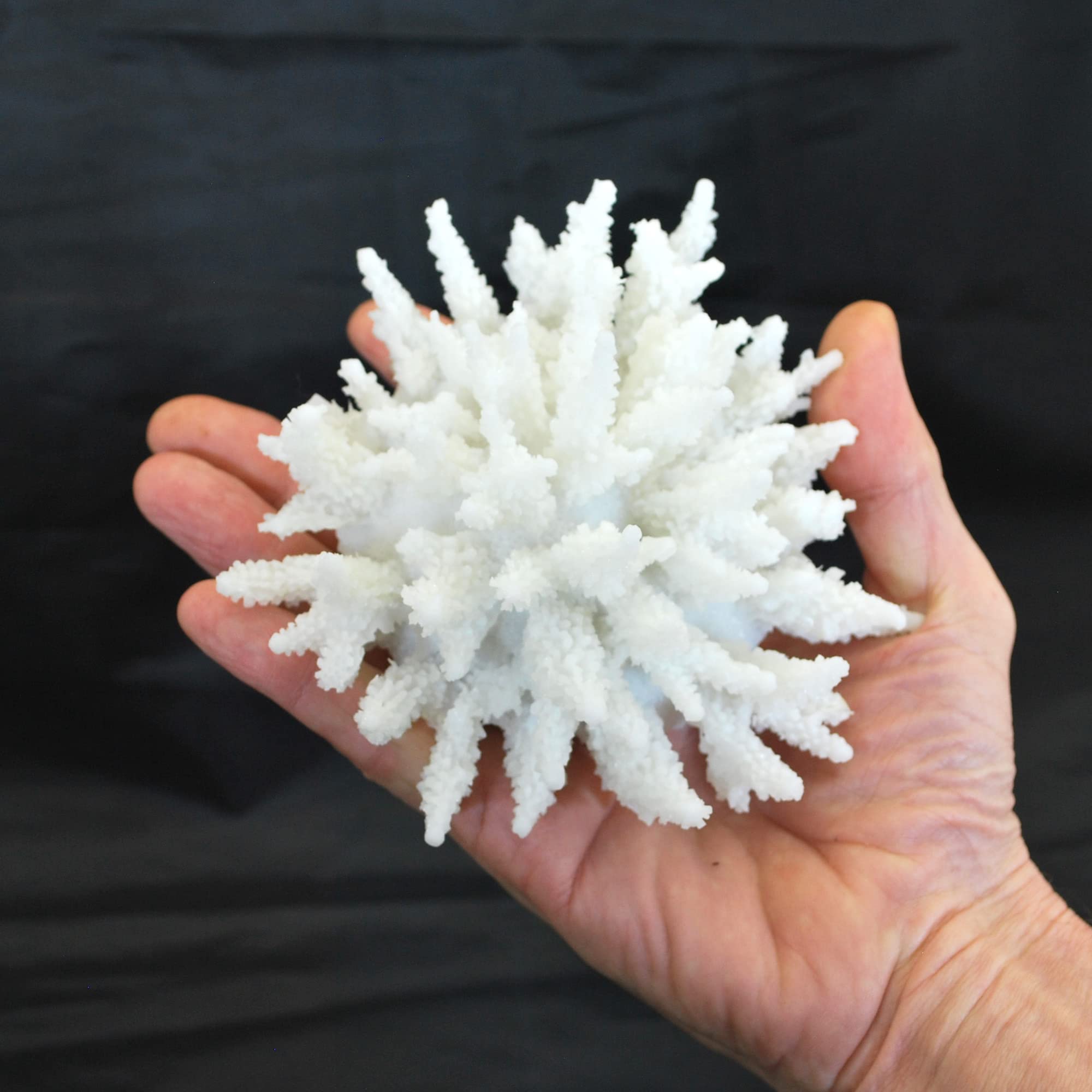 Steinkoralle, 13x13x8 cm, SPS, Acropora, Salz Aquarium Korallen Nachbildung