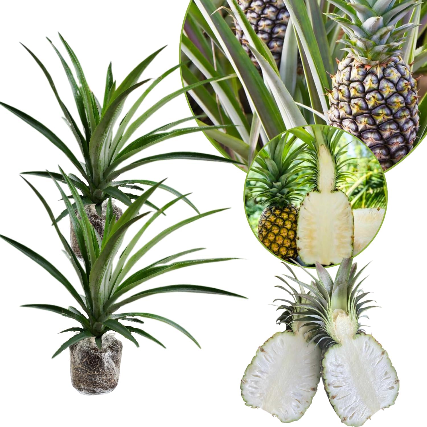 2 Pineapple Plants Live to Grow 5 to 8 Inch Tall, Sweet Pineapple Fruit Tree Live Plant for Outdoor (White Jade Pineapple)