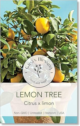 Gaea's Blessing Semillas  Semillas de limón enano  Bonsái  Limón cítrico  Semillas de árbol sin OMG con instrucciones fáciles de seguir, reliquia,