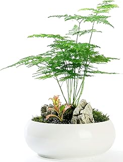 Asparagus Fern Plants Seeds 6pcs (Asparagus setaceus) Lace Fern Organic Fresh Premium Plants Seeds for Planting Garden Outdoor Yard