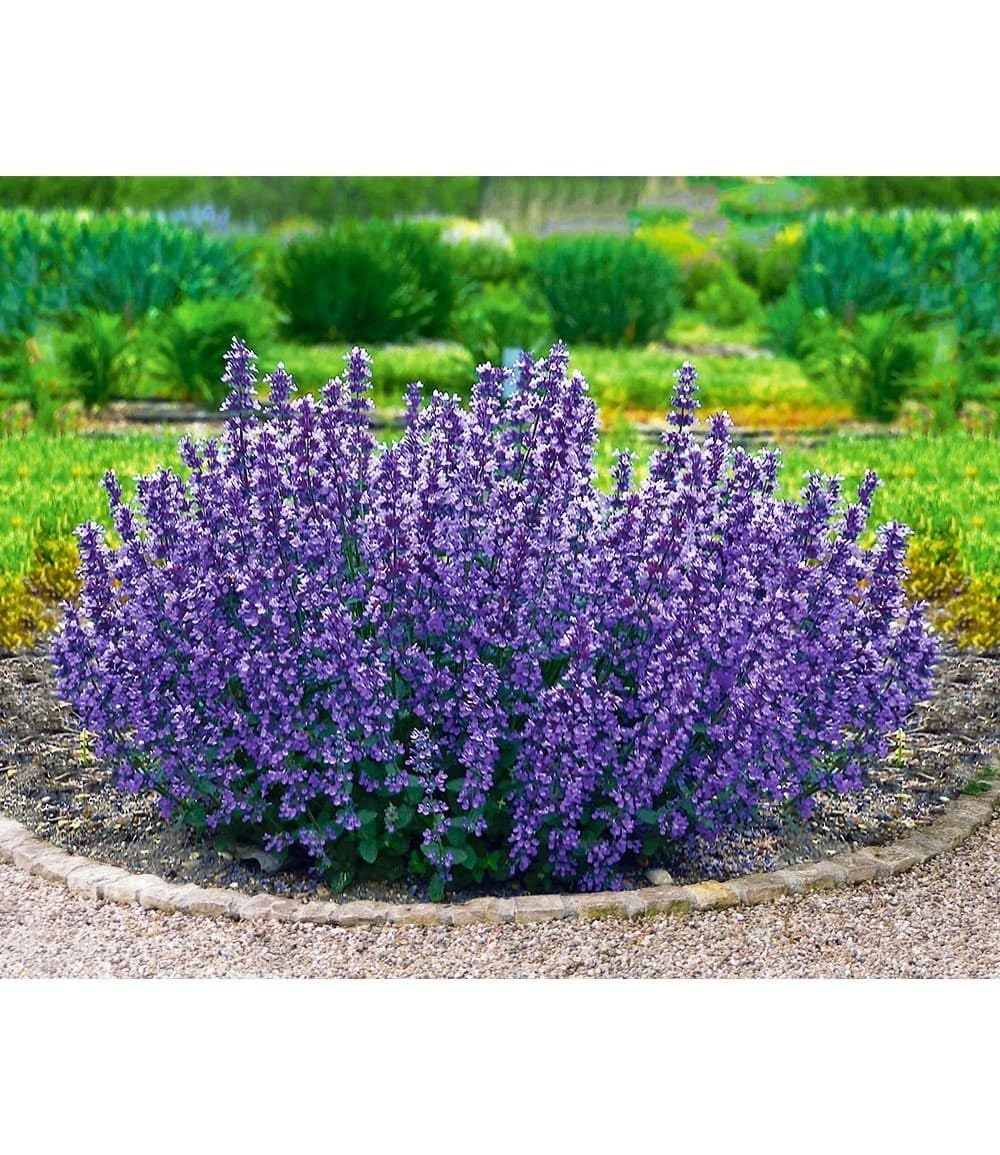 BALDUR Garten 2x Nepeta Cat's Pajamas, Pflanzen im 9x9 cm-Topf, Katzenminze, winterharte Staude, trockenresistent, mehrjährig, bienenfreundlich und schmetterlingsfreundlich, pflegeleicht, blühend