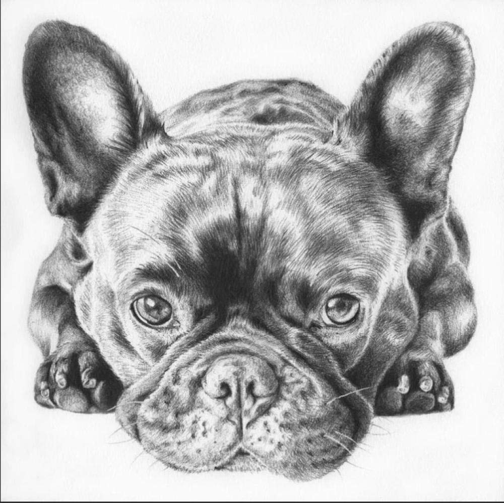 Nprzm H497 Diamond Painting Kits French Bulldog Painting By Numbers For Adults And Children 5D Diy Diamond Art Paintinggift Kits 30X40cm