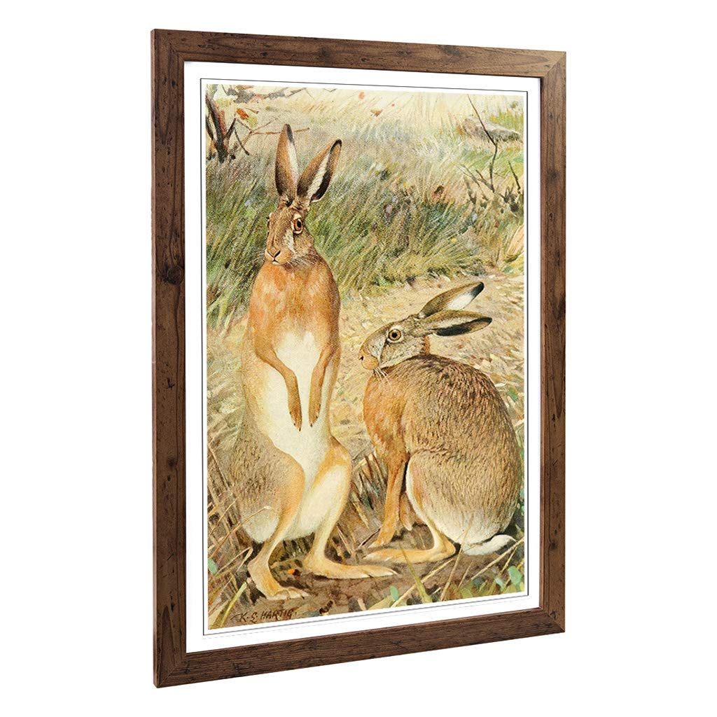 Big Box Art Framed Print of Vintage Karl Ludwig Hartig Hare Design | Wall Art Picture | Home Decor for Kitchen, Living Room, Bedroom, Hallway, Walnut, A2 / 24.5x18 Inch / 62x45cm