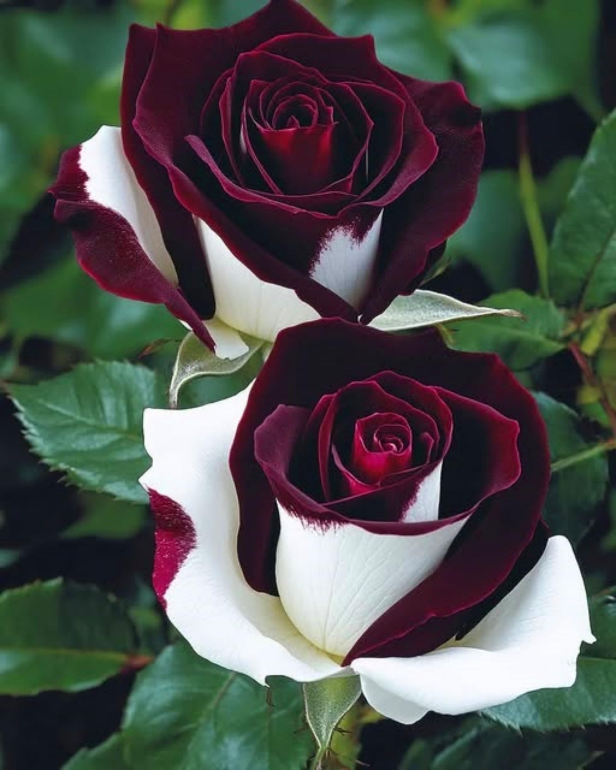 Rose Bulbs – Fast Growing and Low Maintenance Bulbs, Suitable for Patio, Balcony and Flower Beds，Hardy Perennial, Excellent Display-5bulbs-C