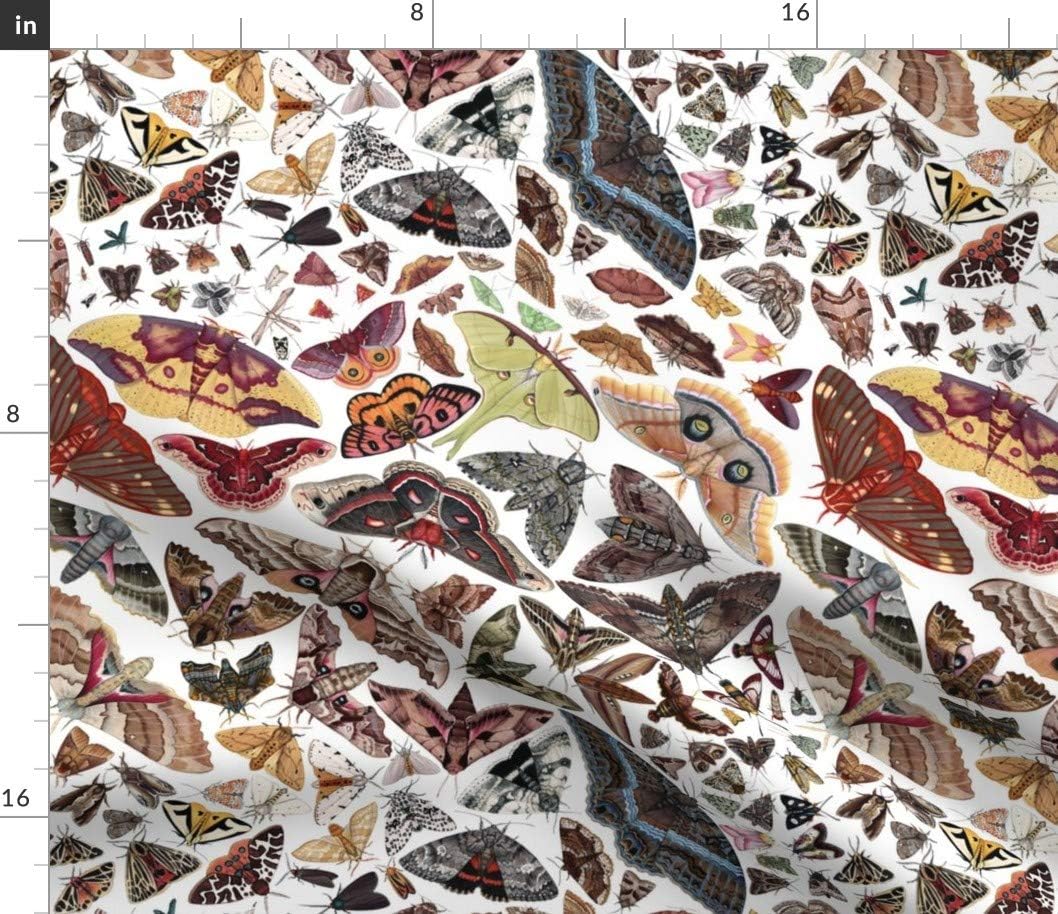 Spoonflower Fabric - Moths North America Moth Butterfly Bug Insect Science Entomology Printed on Petal Signature Cotton Fabric by The Yard - Sewing Quilting Apparel Crafts Decor