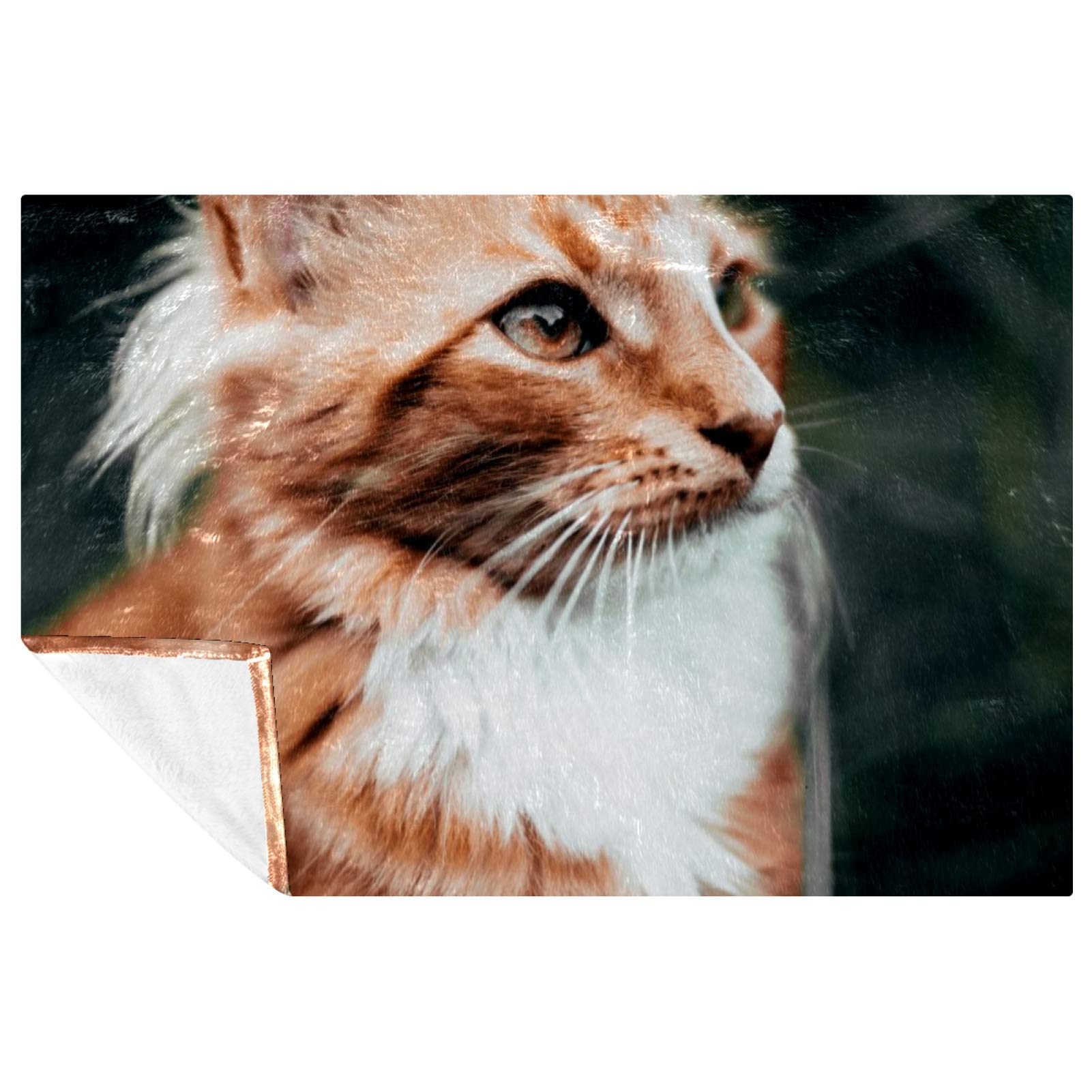 Couverture chat Maine Coon chaude pour pique-nique et plage